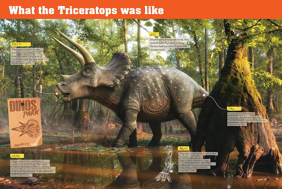 What the Triceratops was like Digital Art by Album