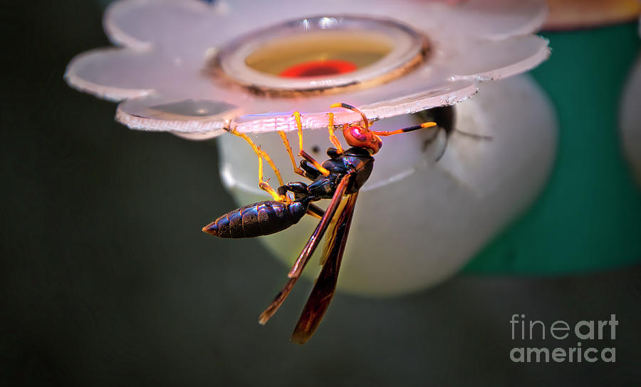 What Use Are Wasps? Photograph by Al Bourassa