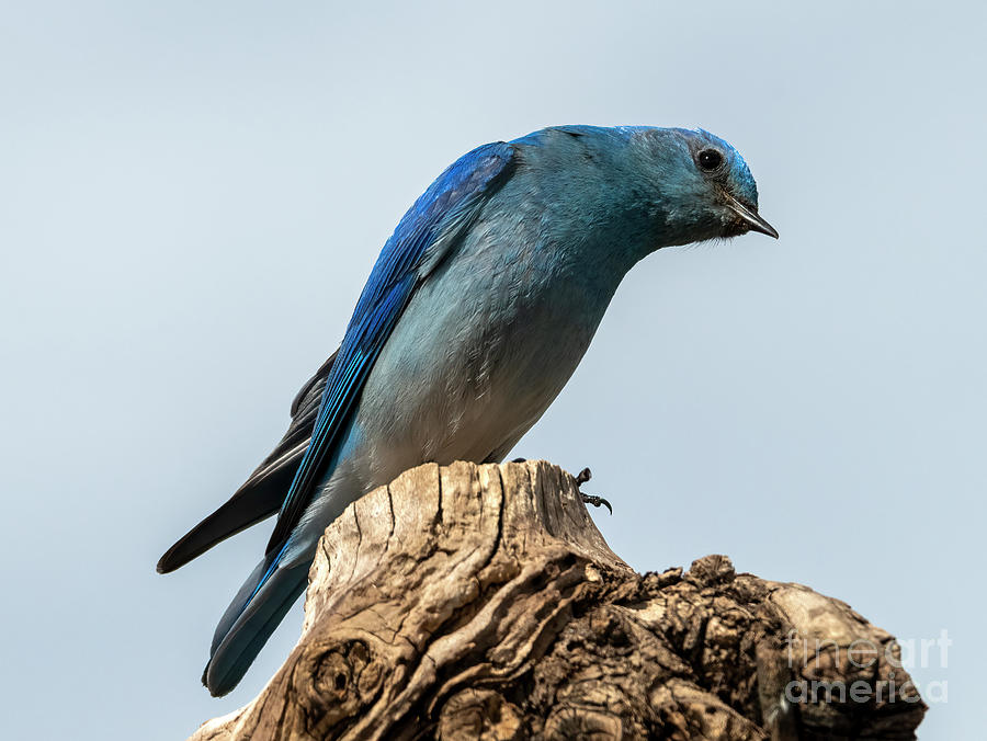 Bluebird Photograph - What ya looking at by Michael Dawson