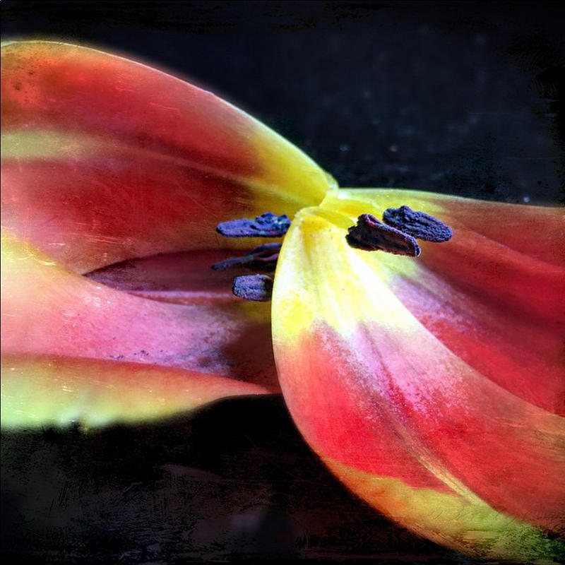 What Your Mother Forgot To Tell You About Tulips Photograph by Jennifer Preston