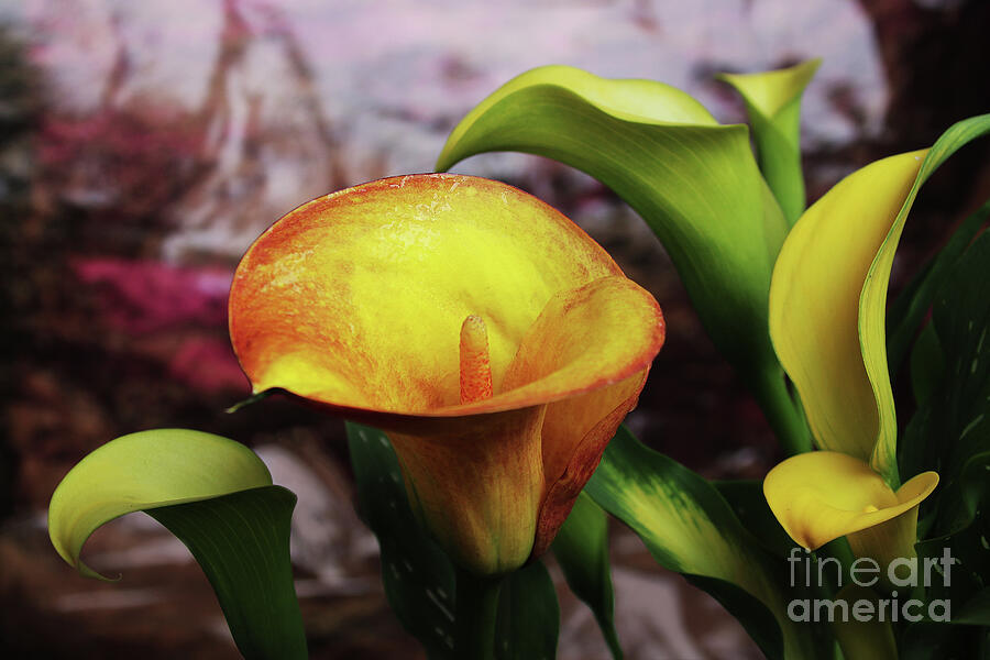 Whatchama - Calla - It Photograph By Michael May - Fine Art America