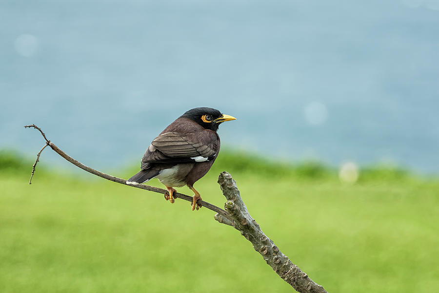 Whats Common About a Common Myna Photograph by Belinda Greb