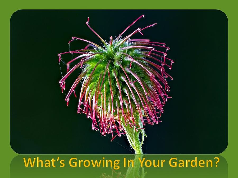 Whats Growing In Your Garden Photograph by Nancy Ayanna Wyatt