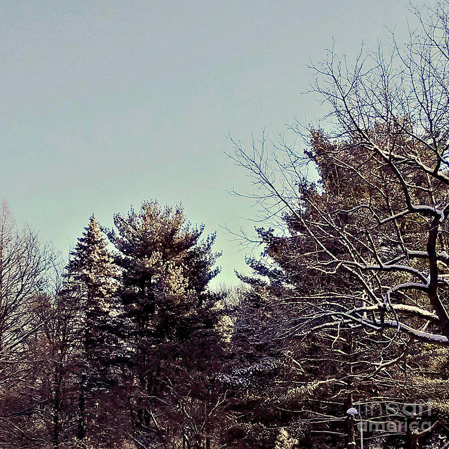 Winter Photograph - Whats In Your Heart by Frank J Casella