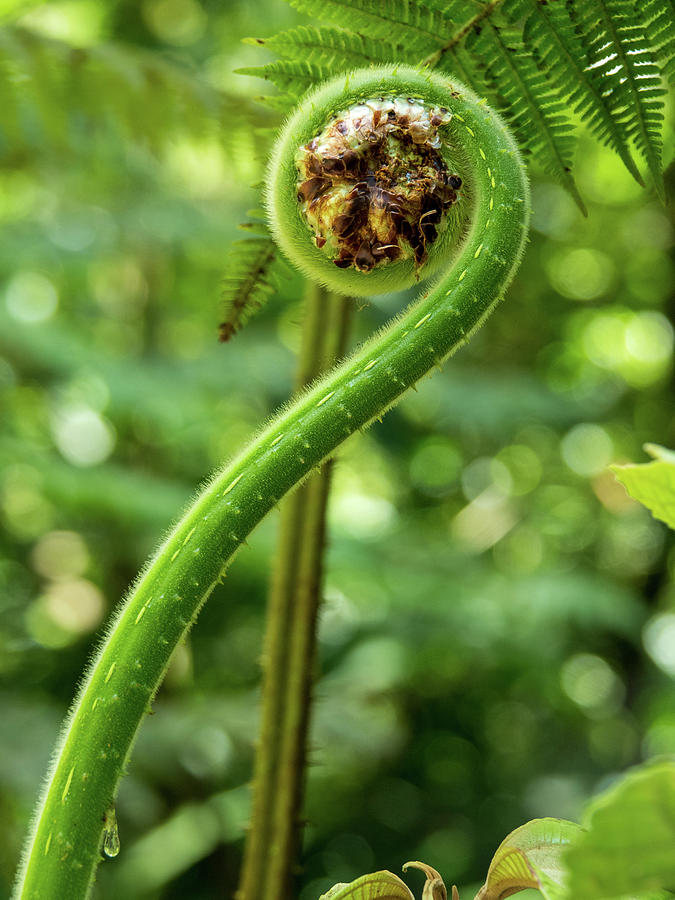 Whats New Fiddlehead Photograph by Leslie Struxness
