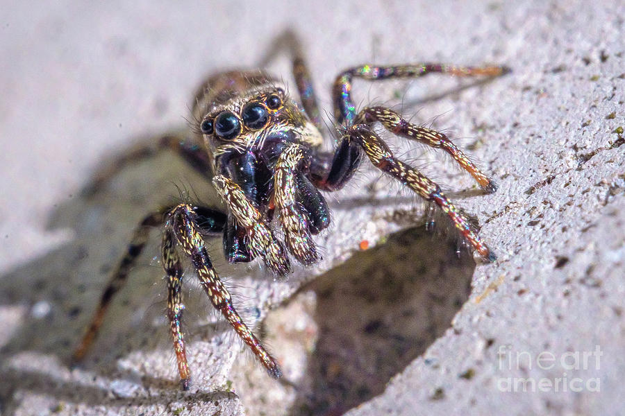 Whats Shakin Spidey? Macro Spider Photograph Photograph by Stephen Geisel