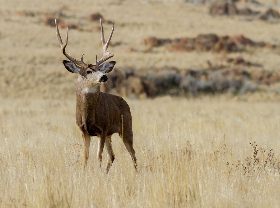 Whats up buck Photograph by Jody Richins - Pixels