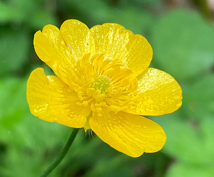 What's Up Buttercup? Photograph by Chris Colibaba | Fine Art America