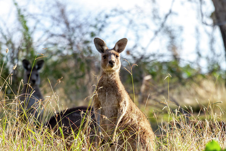 What's Up, Kangaroo behind grass Photograph by Therese Woolnough - Pixels