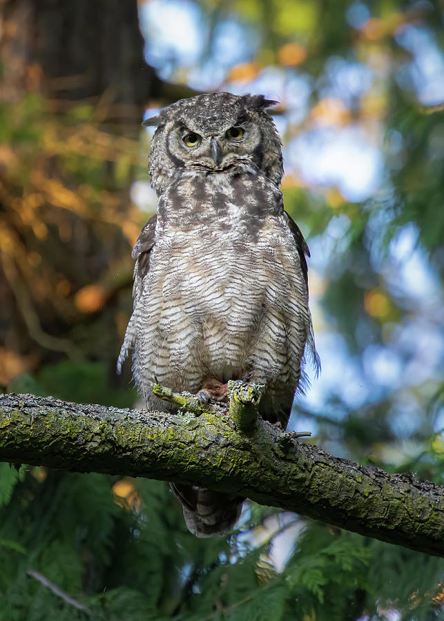 Whats Up Owl Photograph by Michael Rauwolf