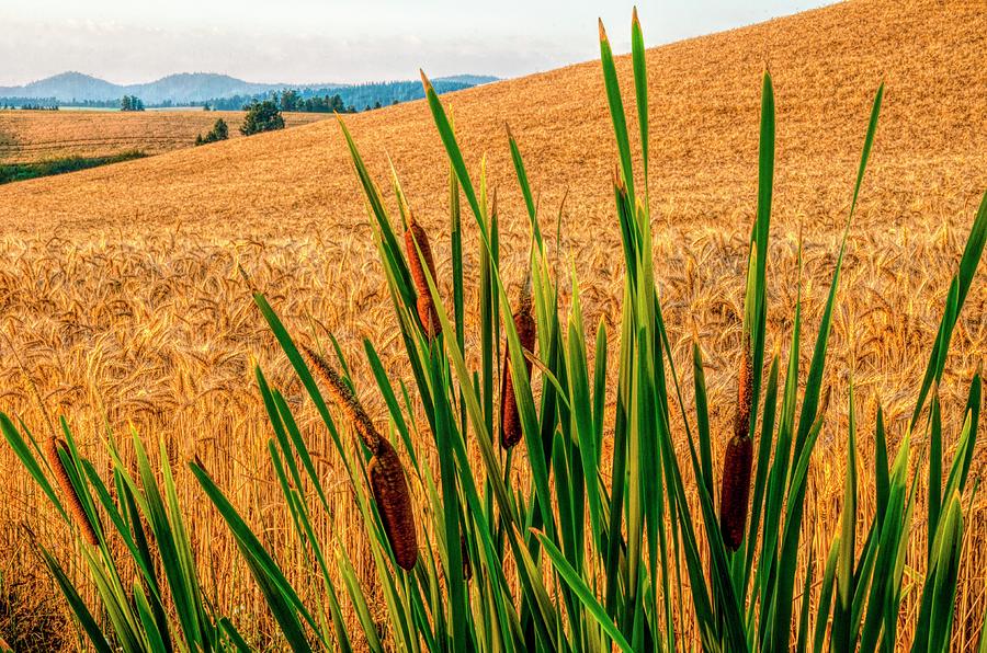 Wheat and Cat Tails Photograph by Pamela Dunn-Parrish
