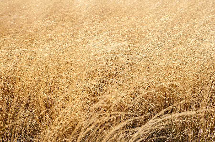 Wheat Background Photograph by By Eve Livesey