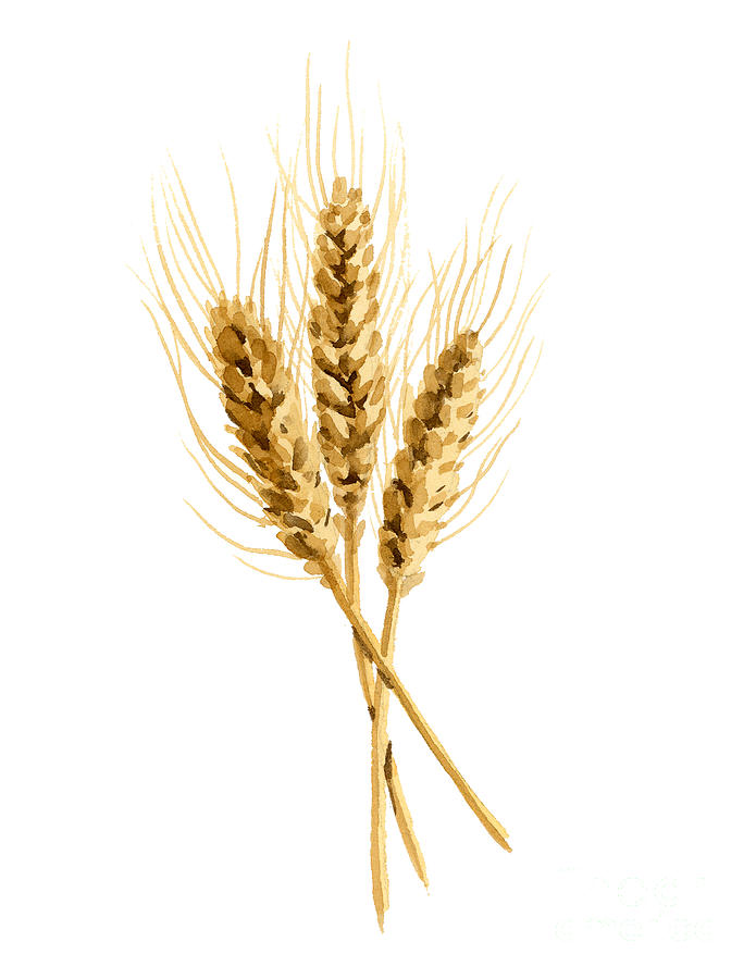 Wheat Painting by D Rogers - Fine Art America Wheat by D Rogers
