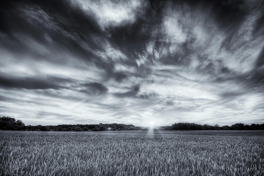 Wheat drama Photograph by Alexey Stiop