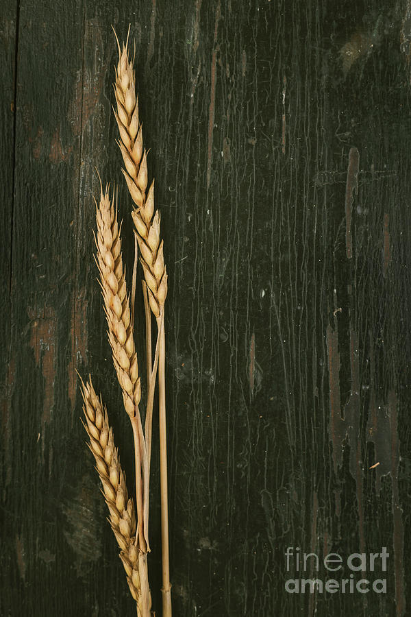 Wheat Ears Photograph by Jelena Jovanovic