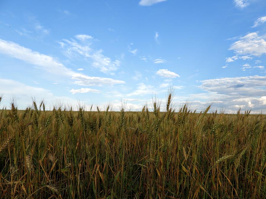 Wheat Field Photograph by Amanda R Wright