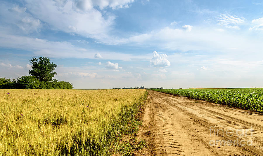 Wheat field and road Photograph by Jelena Jovanovic