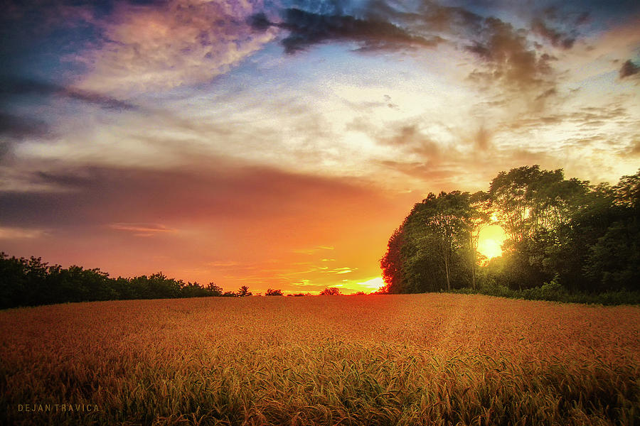 Wheat field at sunset Photograph by Dejan Travica Wheat field at sunset Photograph by Dejan Travica