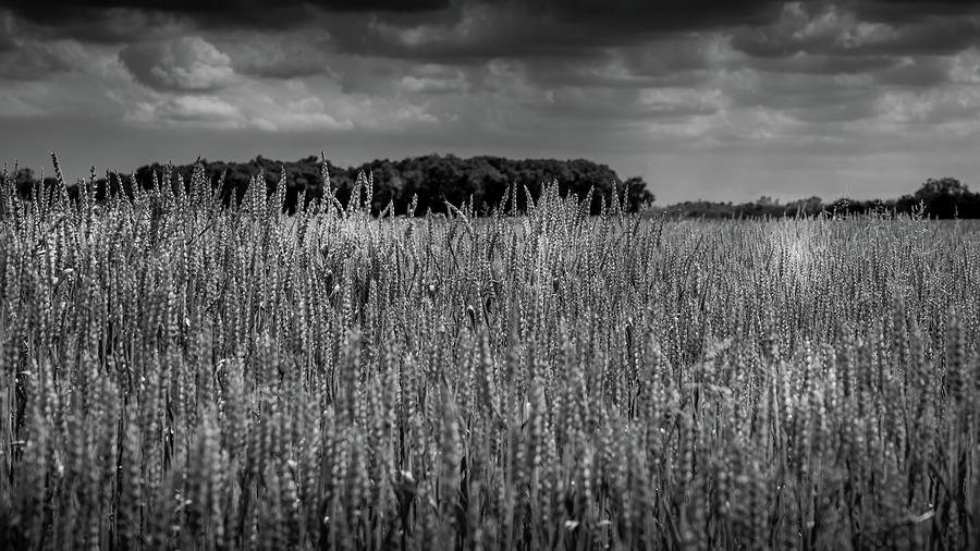 East Cavalry Field Photograph - Wheat field by Dan Urban