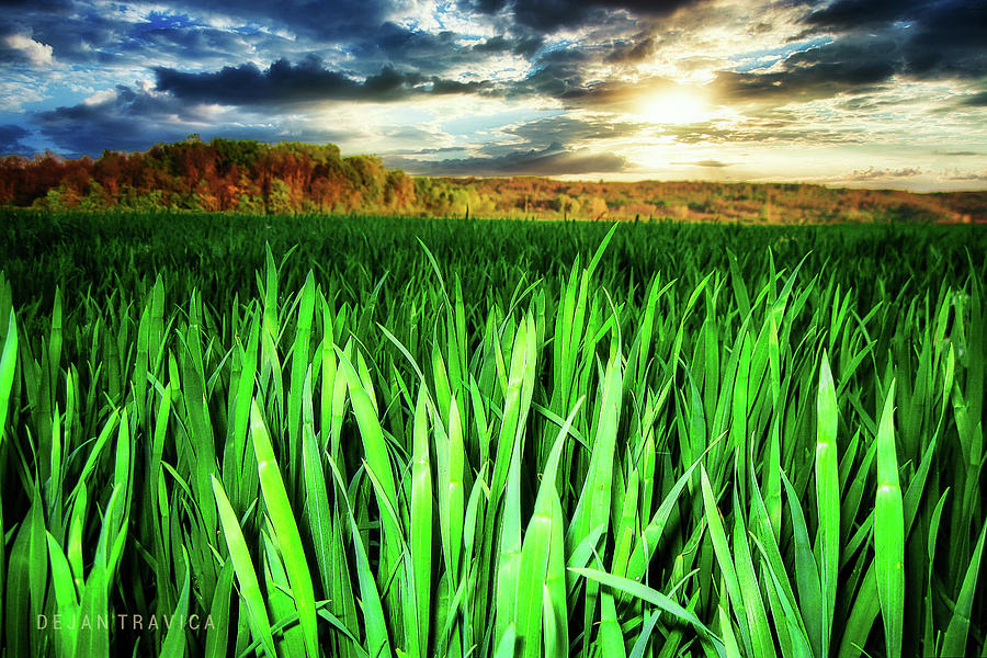 Wheat field Photograph by Dejan Travica Wheat field Photograph by Dejan Travica