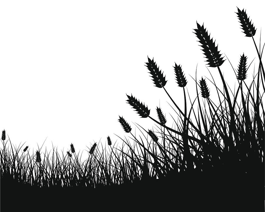 Wheat Field Frame Drawing by Filo