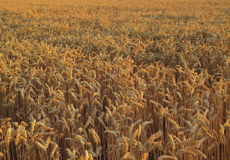 Wheat field in summer, Germany Photograph by Ursula Sander