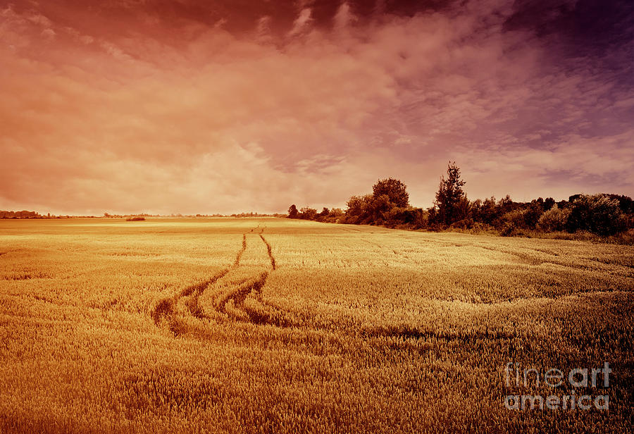 Wheat Field in summer Photograph by Jelena Jovanovic