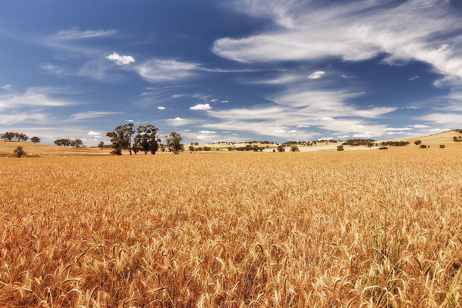 Wheat field Photograph by James Lauritz