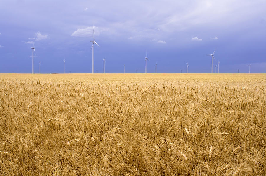 Wheat Field Photograph by Kathy Van Torne