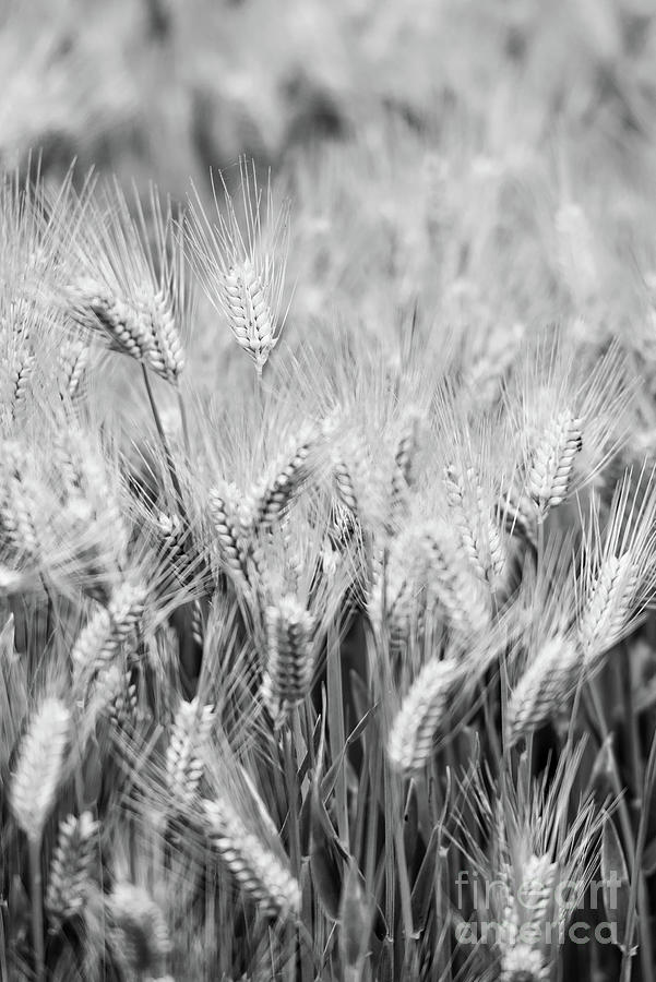 Wheat Field Photograph by Nicki McManus