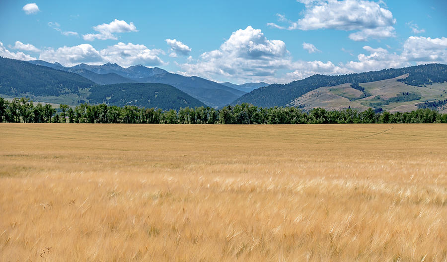 Wheat Field Ready For Harvest In Montana Mountains Photograph by Alex