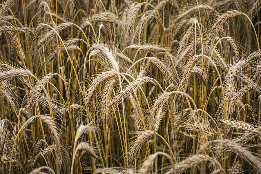 Wheat Field Photograph by Rendery