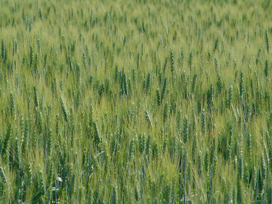 Wheat Field Photograph by Robert Braley