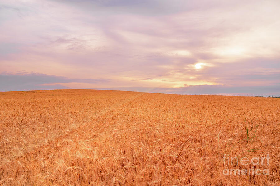 Farm Photograph - Wheat Field Sunrise by Lynn Welles
