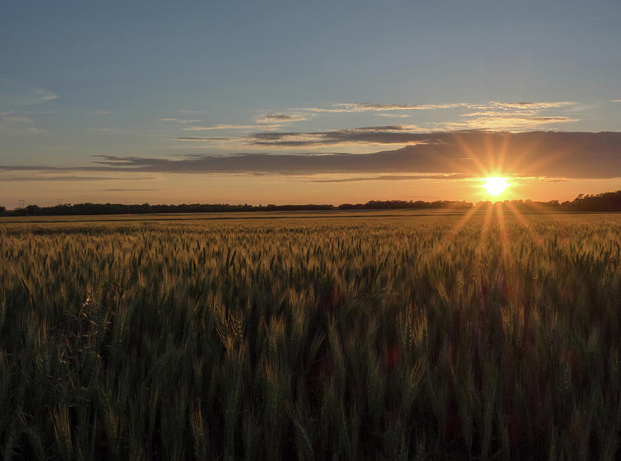 Wheat Field Sunset Photograph by Mary Vanier - Pixels