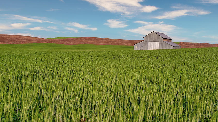 Farm Photograph - Wheat Field by Thomas Hall