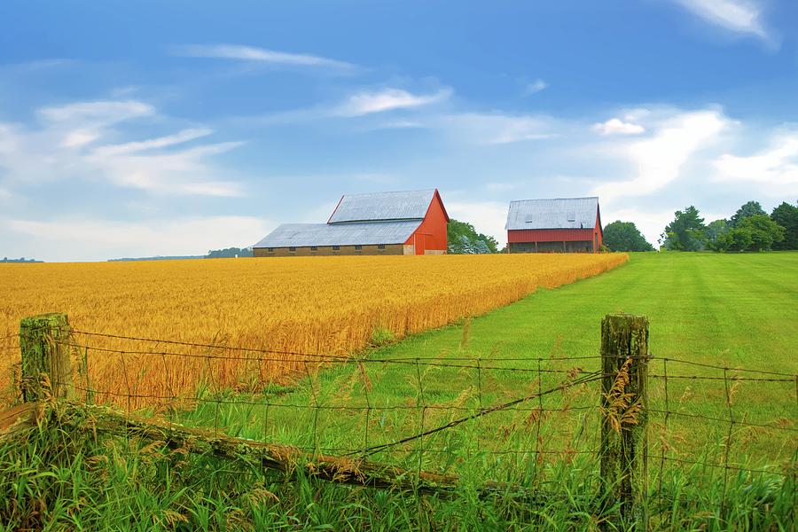 Wheat Field with red barn and old fence- Tipton County, Indiana ...