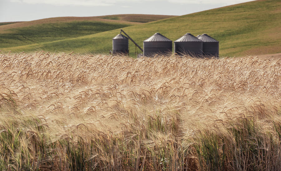 Barn Photograph - Wheat Fields and Silos by Connie Carr
