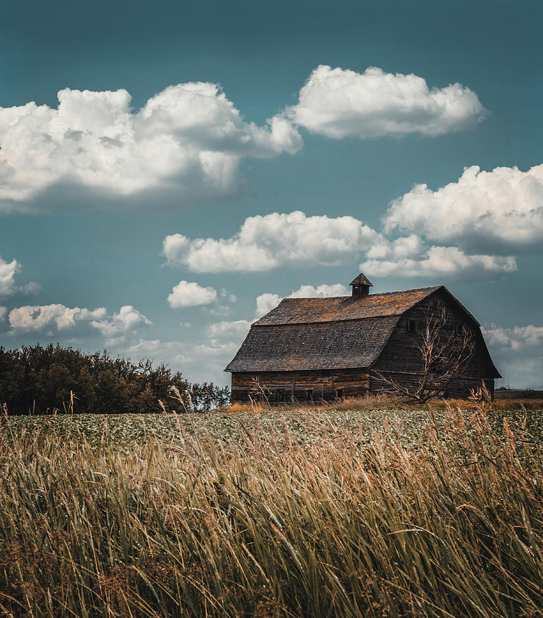 Wheat Fields Photograph by Carmen Kern