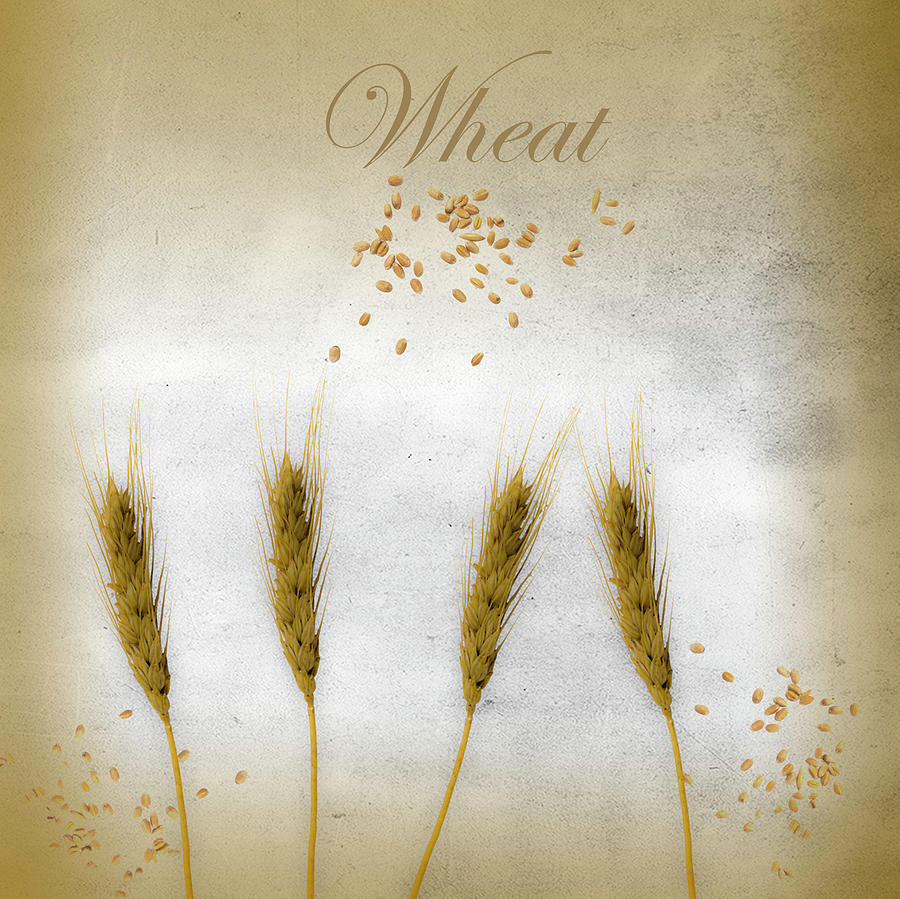Wheat by Johanna Hurmerinta Wheat by Johanna Hurmerinta