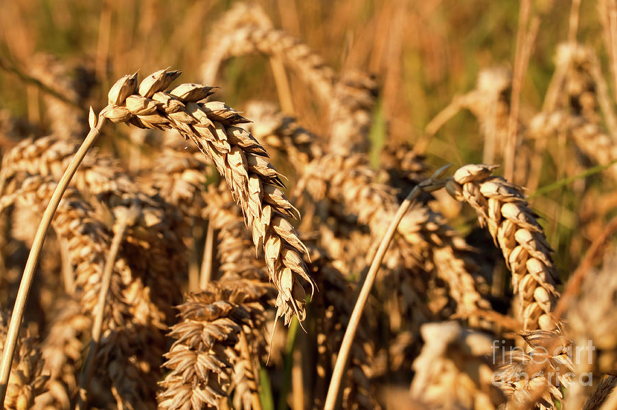 Wheat ready for harvest Photograph by Delphimages Photo Creations