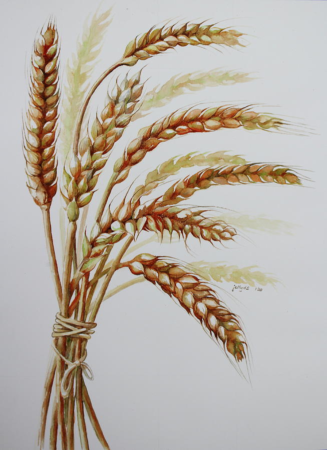wheat stalk drawing