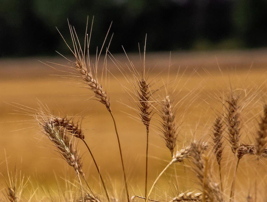 United States Photograph - Wheat by Thomas Pettengill