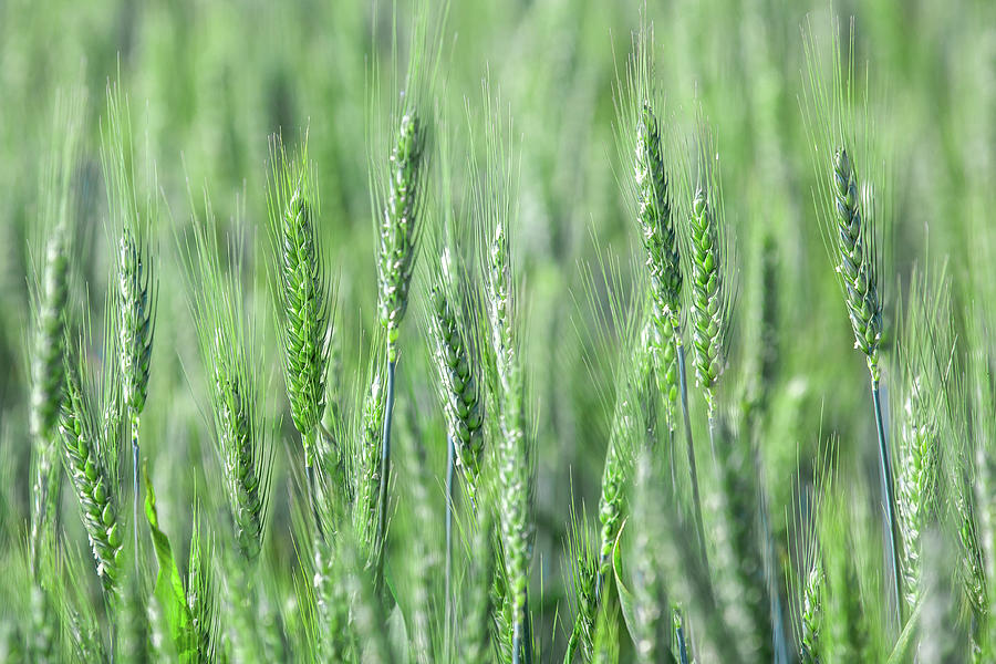 Wheat Very Green Photograph by Todd Klassy