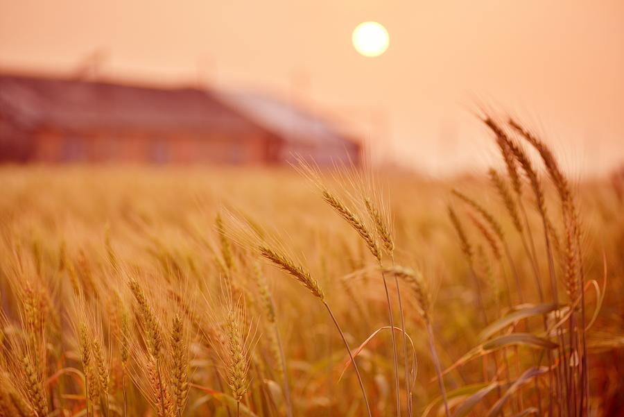 Wheat Wheat Fields Photograph by Bibi.barbie