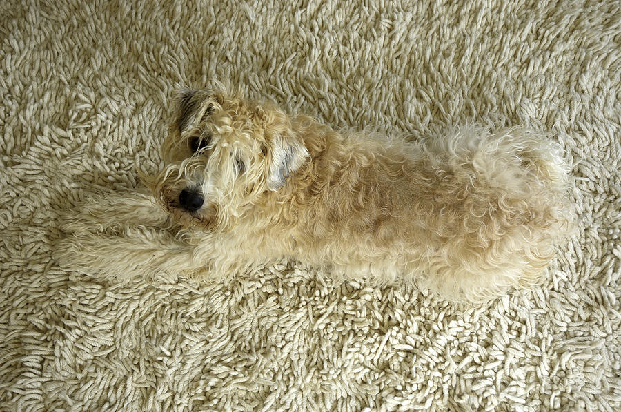 Wheaten Terrier on Rug Photograph by StevePatterson