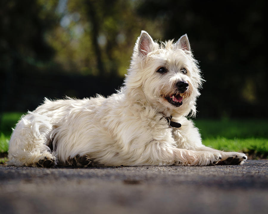 Dog Photograph - Wheaton Cairn Terrier by Douglas Allen
