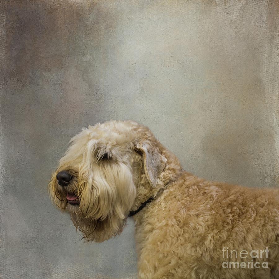 Wheaton Terrier Photograph by Eva Lechner
