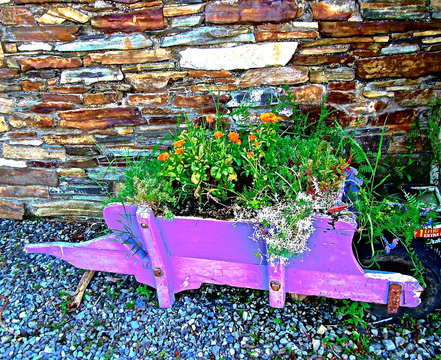 Wheelbarrow and flowers Photograph by Stephanie Moore