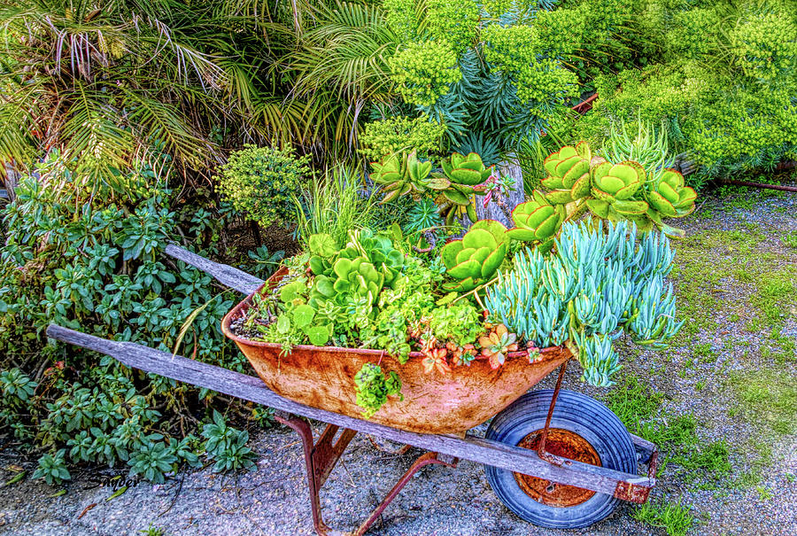 Wheelbarrow Succulents H D R Photograph by Snyder